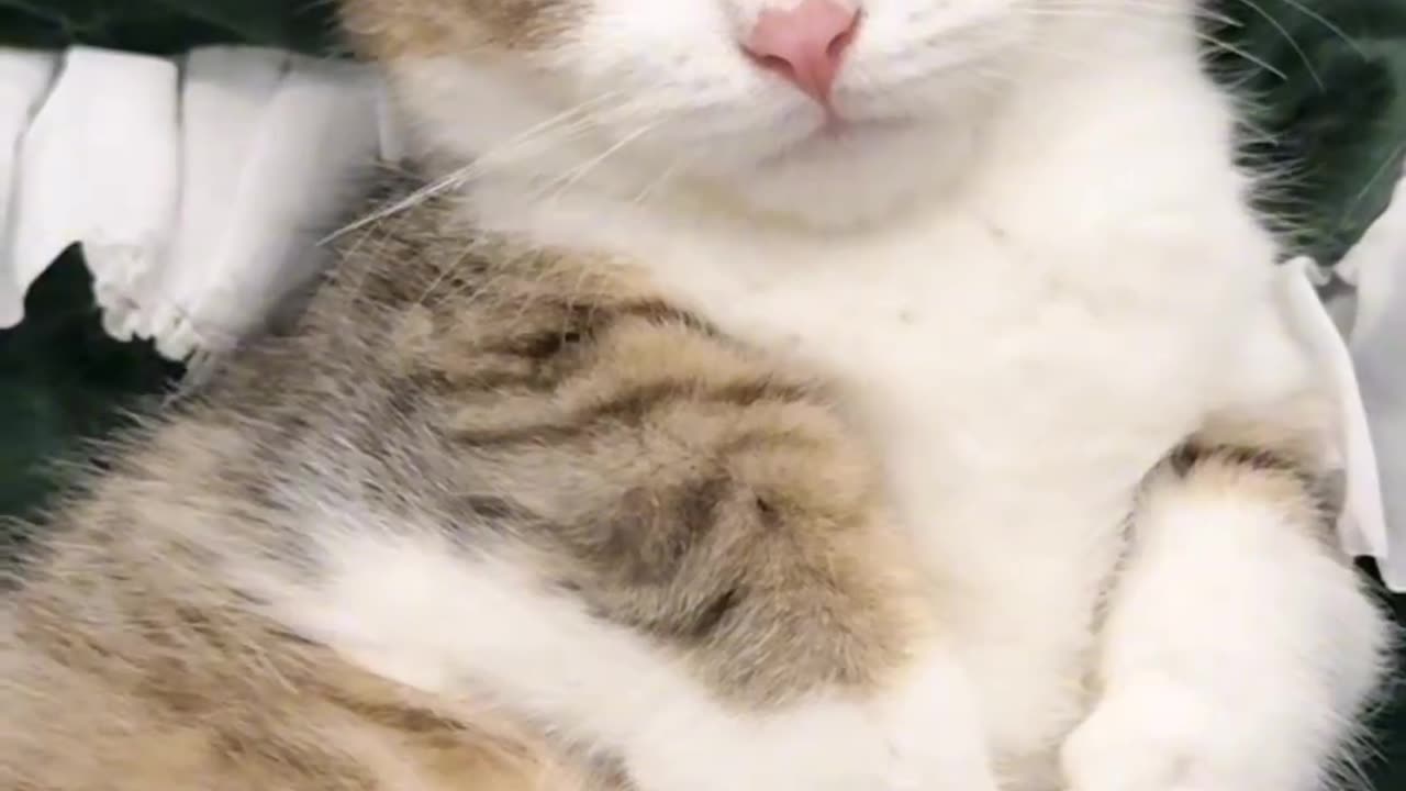 Cat Massage: Relaxation Techniques for Your Kitty