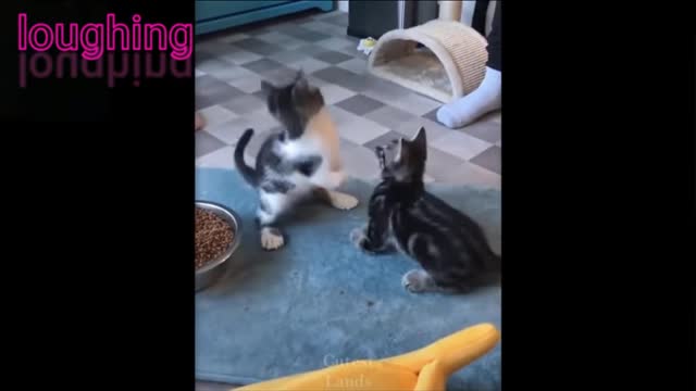 THE BEST FUNNY CAT VIDEO YOU WILL WATCH IT