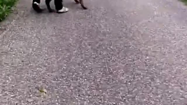 Rottweiler vs Labrador