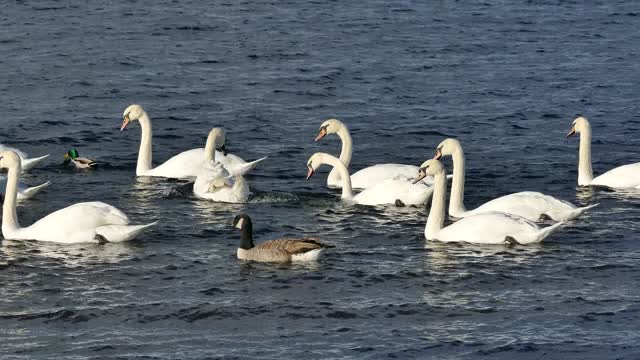 Swans happy to sea water