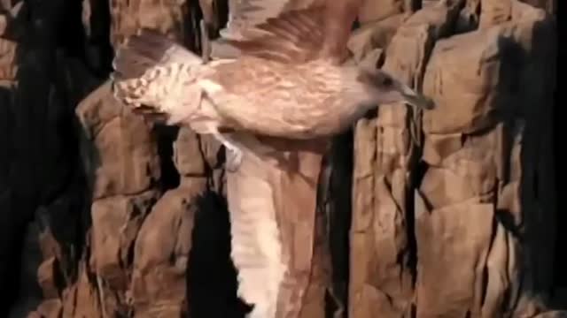Flying over sky🦅