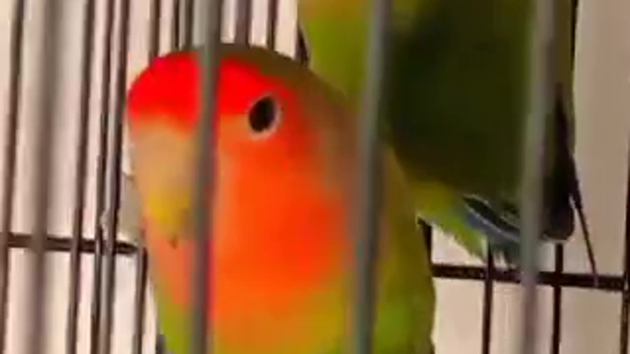 Love Bird Parrot