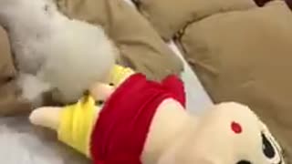 Oh no, what did this dog do to this boy. It was pitiful for the boy.