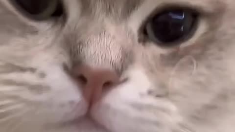 New cute 🥰🥰🥰 cat 🐈🐈🐈 videos