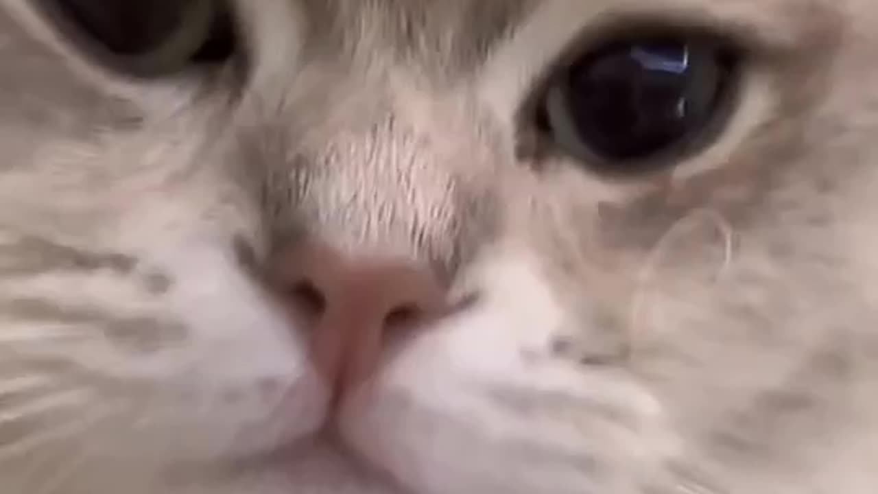 New cute 🥰🥰🥰 cat 🐈🐈🐈 videos