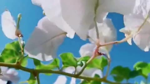 small white flower