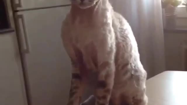 Funny and Cute Cat Videos #263