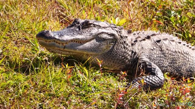 Birds Hunting while being hunted by gator