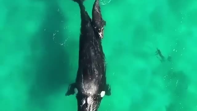 whale mother and calf 😍