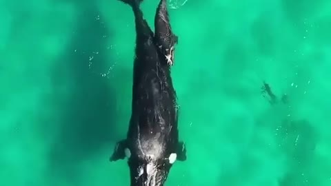 whale mother and calf 😍