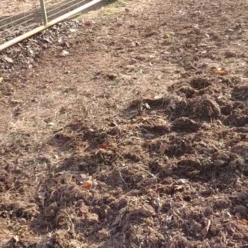 Gypsy Horse Quiggly Pink Polka Dot Purple Rooster Toy Fail #1