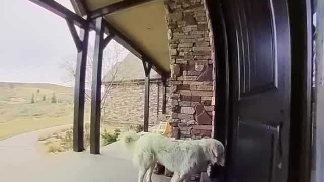 Dog rings the doorbell to come inside!