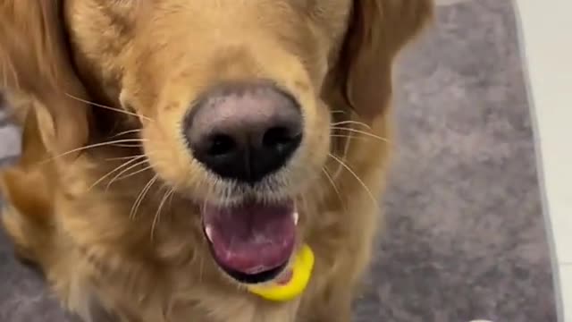 Amazing Smart Dog with their owner.