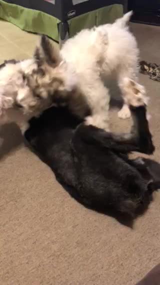 Sheepie wrestling match