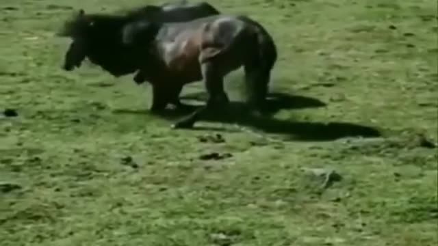 It turns out the horse fight was pretty fierce