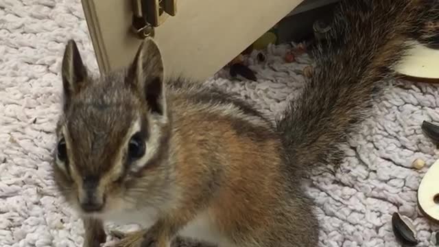 Chipmunk loves his new house.