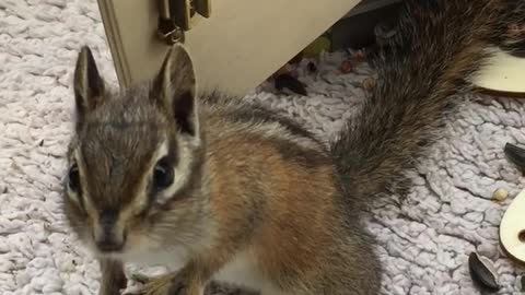 Chipmunk loves his new house.