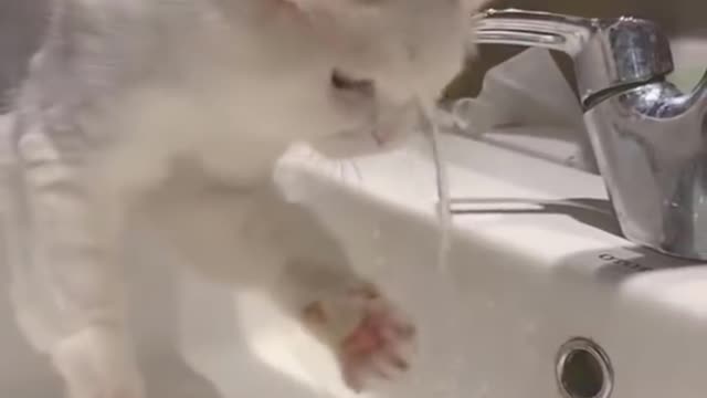 #Funniest #Cats 🐱 and #Dogs 🐶 #Part 10