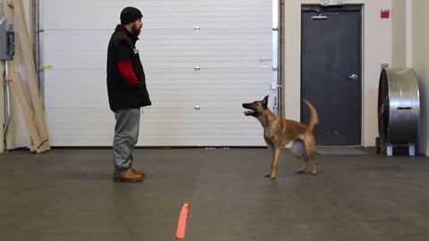 Motivated K9s Kyra