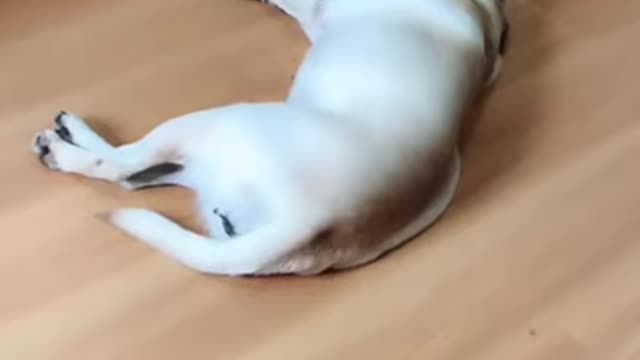 You will get STOMACH ACHE FROM LAUGHING SO HARD🐶Funny Dog Videos /2021