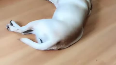 You will get STOMACH ACHE FROM LAUGHING SO HARD🐶Funny Dog Videos /2021