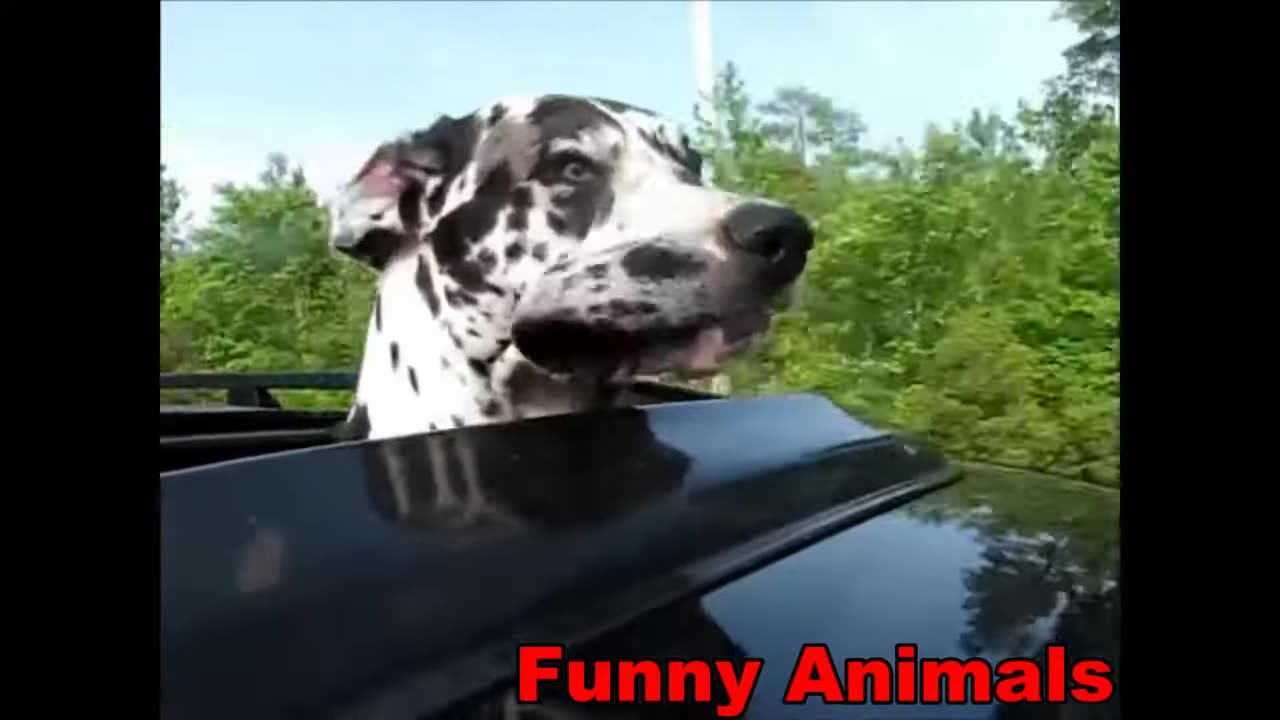 Funny animal videos