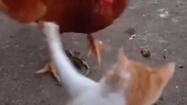 Chicken and cat