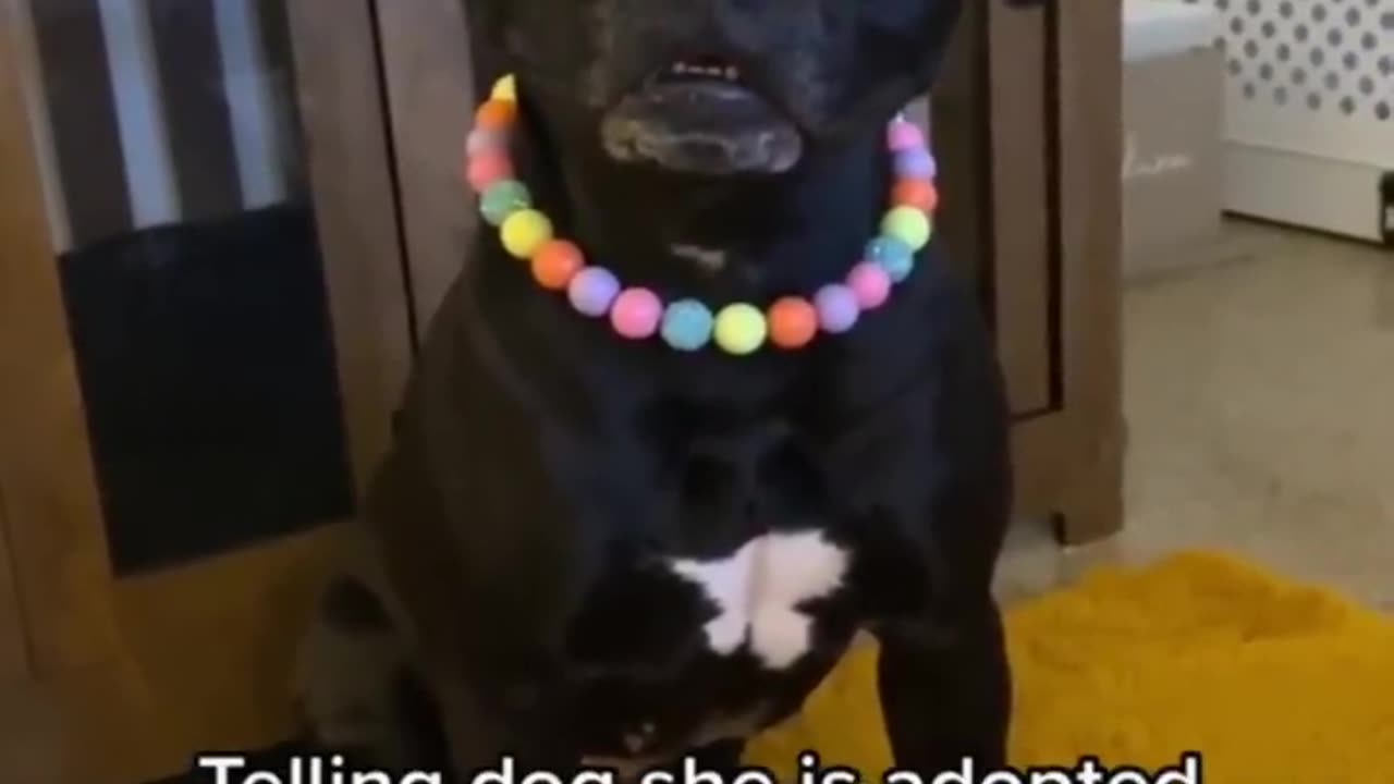 Funny videos