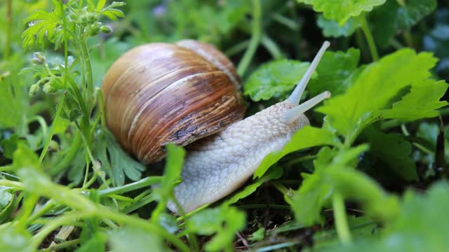 The snail moves very cute