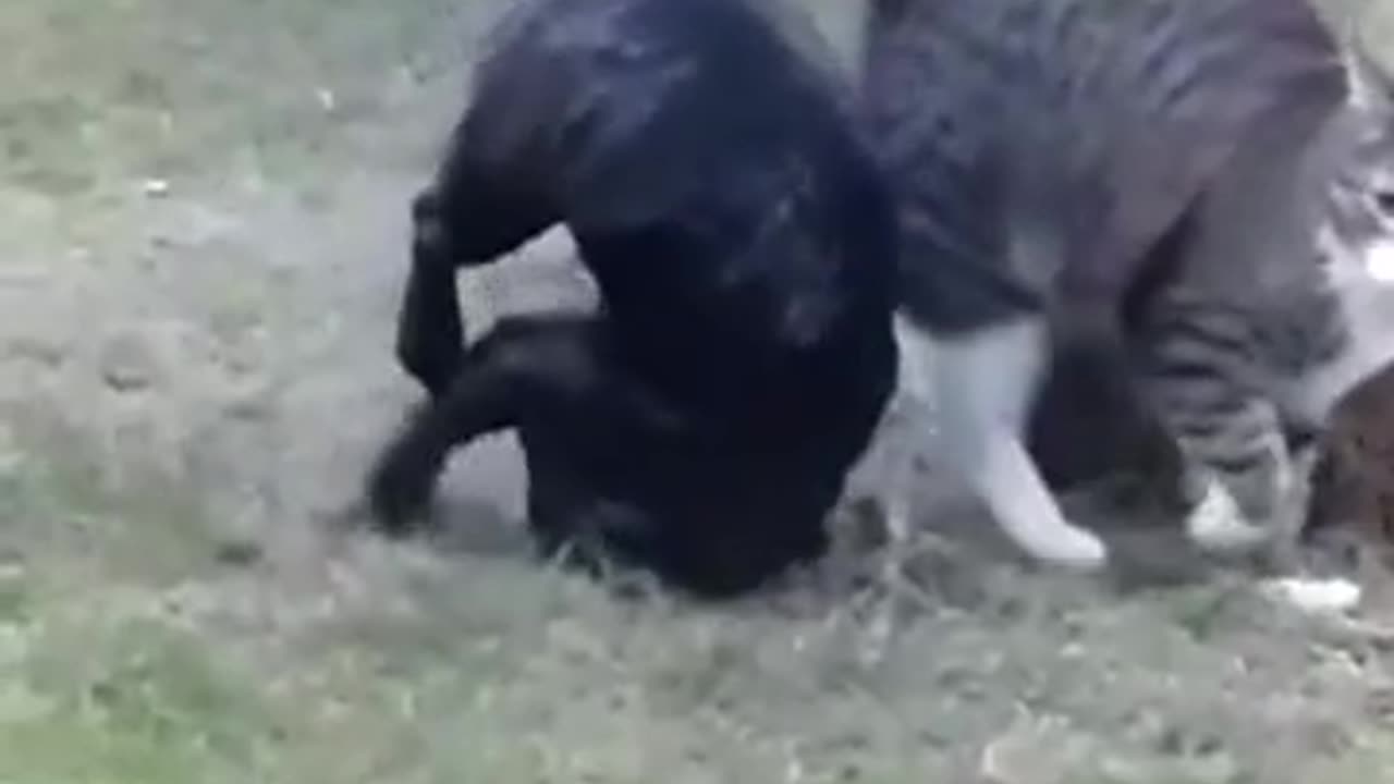 Lesson don't pick on the little one