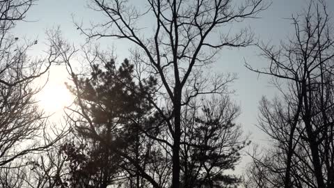 Tree and sky