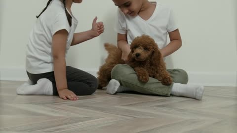 Two children playing with a little dog