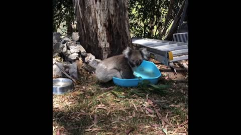 Koala Takes A Bath