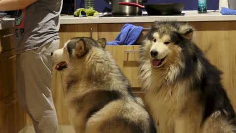 Two sturdy Alaskan dogs, they are very healthy