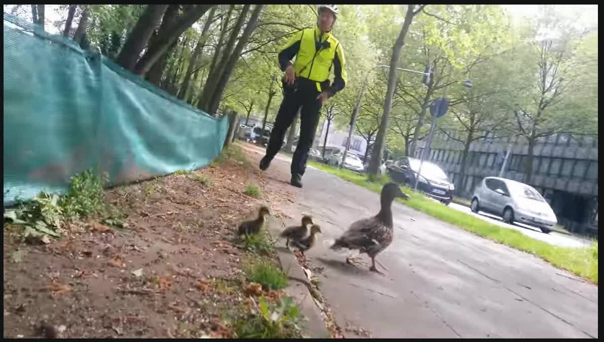 Mother duck and her cubs crossing a busy street.