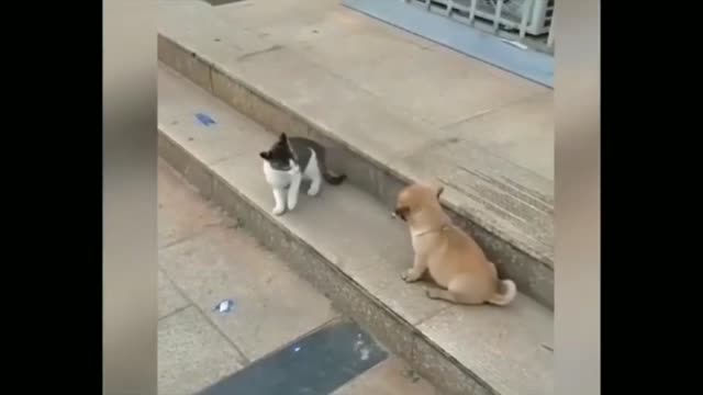 My funny pet video .my funny cat and dogKitty .