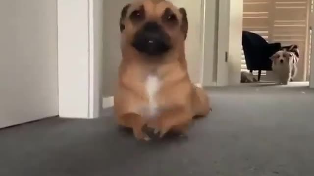 Smart dog acting