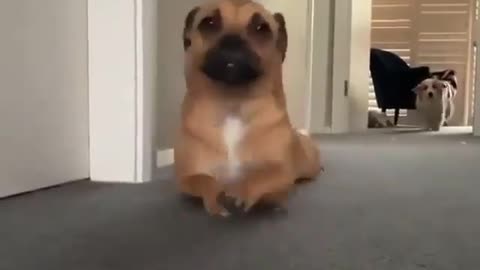 Smart dog acting