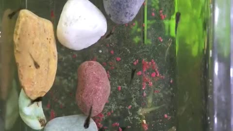 Fish birth