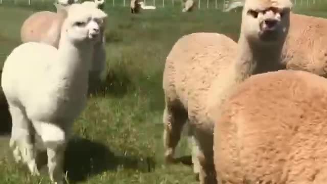 herd of alpacas