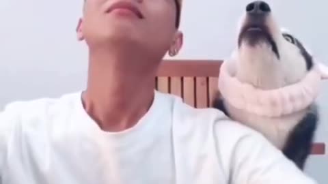 super funny dog video