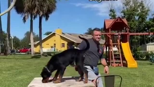 Dog training video 2022 most popular dog