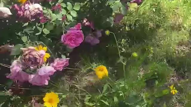 The encounter of small yellow flowers and pink flowers