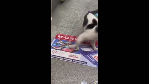 Funny animals