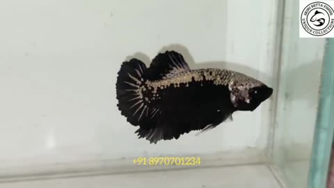 Brown wild betta fish