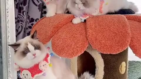 Tigers rarely howl