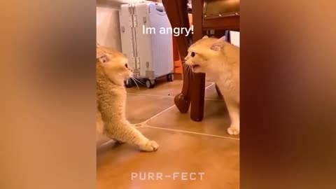 OMG so cute 🤣🤣😂😍