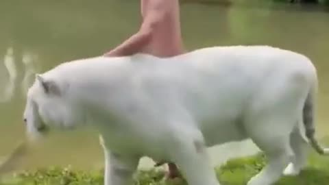 Best Funny Animal Videos of the year (2023),2