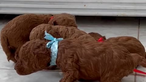 Dogs kids have fun