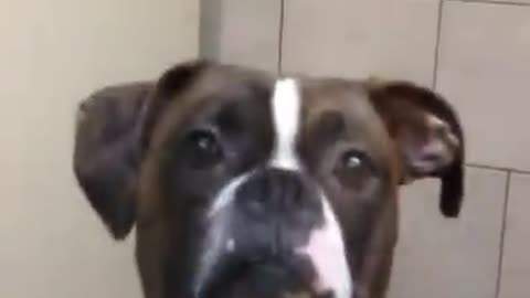 Serious and observant dog!